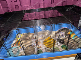 Syrian hamster with cage