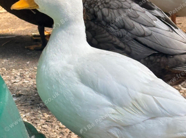 Drake Call Ducks