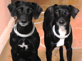 Two 8-year-old Cocker-Jack sisters
