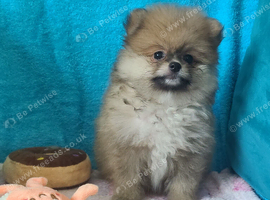 Pomeranian puppies ready now