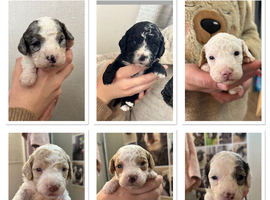 Stunning Cavapoo pups