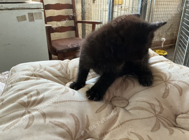 Kittens
