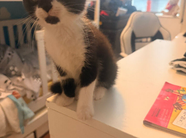 2 Kittens