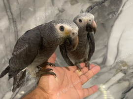 Stunning HandReared Baby Super Tame Cuddly African Grey Parrot