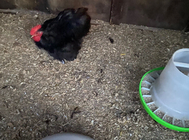 Black pekin cockerel