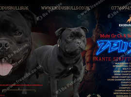 Highest & most titled stud in Uk blue gene