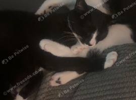 5 year old female and 5 month old kitten