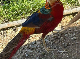trio golden pheasant
