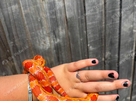 Corn snake
