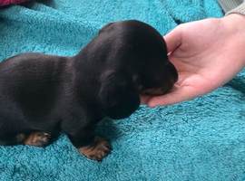 Three long haird beautiful Dachshund