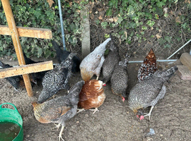 Coloured laying hybrid hens