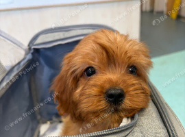 Toy Cavapoo, boy and girl