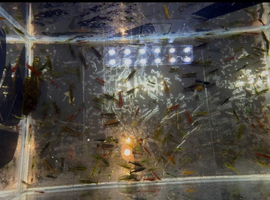 180+ mixed Neo shrimp