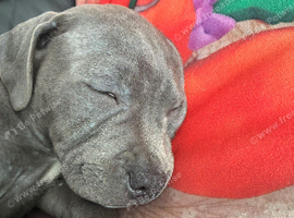 Stunning Blue Staffordshire bull terrier boy kc registered