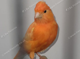 Red factor breeding pair canaries