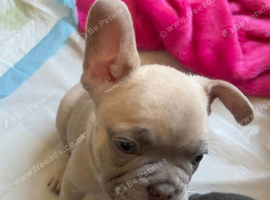Meet Blue, our handsome French Bulldog boy!