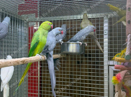 Ring neck parrot