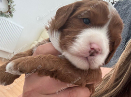 Female F1 Cavapoos dna health tested parents