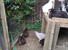 Pullet bantam hens for sale