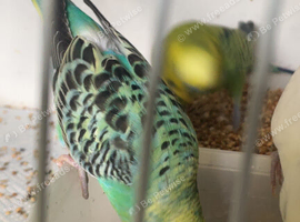 Budgies 7 females 9 males