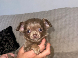 Chiweenie/chihuahua