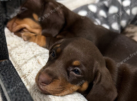 Miniature dachshund puppies