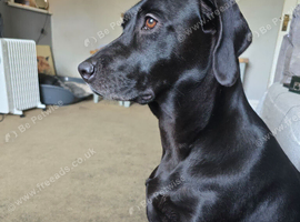Lab Cross