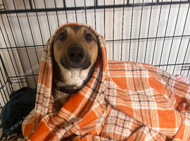 Malinoi X greyhound