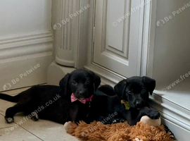Stunning labs ready now
