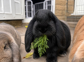 Pure bred French lop litter