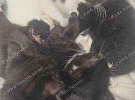 4 beautiful kittens