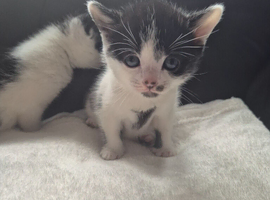 Black and white kittens