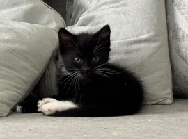 1 Male Kitten Ready to Go