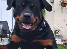 9 month rottweiler intact rottweiler boy