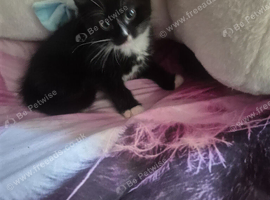 2 beautiful kittens