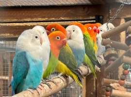 Lovebirds Opaline
