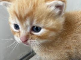 Mixed breed kitten