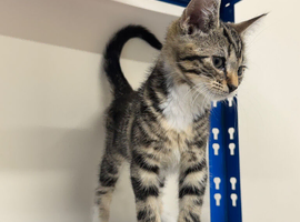 Kitten Female tabby