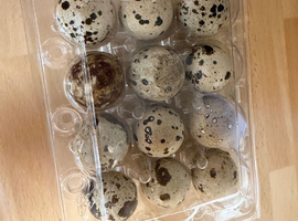 12 fertile Jumbo Coturnix Quail Eggs - Beautiful Mixed Colors - Fresh Large Size Premium