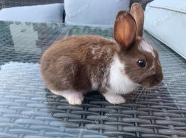 Bunnies for sale