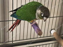 Green cheek conure for sale with cage