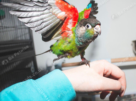 Silly tame pearly conure baby available