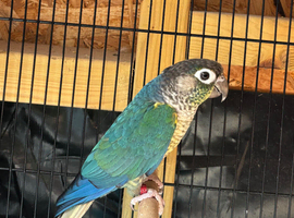 DNA Tested Male Conure