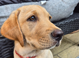 Labrador Retriever