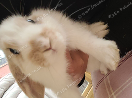 French lop