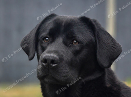 1 Year Old Male(DNA + Hips+ Elbow Scored)