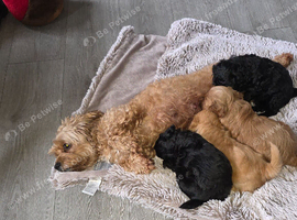 Cavapooshih