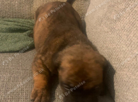 American bully puppy's