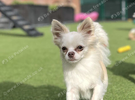 ️ Teddy - Beautiful Chihuahua Looking for His Forever Home ️