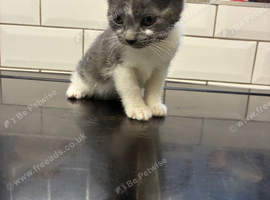 Beautiful kittens 2 litters one ready now other end of October